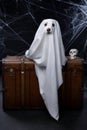 the dog as a ghost for Halloween sits on the chest. Festive mood, scary and eerie. Jack russell terrier in costume