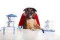 Dog as a travel salesman Royalty Free Stock Photo