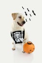 DOG ASKING TRICK OE TREAT FOR HALLOWEEN WITH A ORANGE PUMPKIN AND A SKULL BAG FOR CANDIES. DEFOCUSED BATS BACKGROUND. ISOLATED Royalty Free Stock Photo