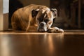 Dog Asleep - basking in the sun