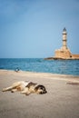 Dog asleep in the sun in the harbor of Chania, the lighthouse in the background, Crete Greece