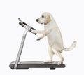 Dog runs on treadmill 3