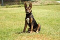 Dog with attentive, mischievous eyes and right ears sitting in the green grass