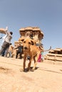 Dog atVitala temple Hampi Karnataka India Royalty Free Stock Photo