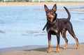 A dog of Australian kelpie breed plays on sand and in a river
