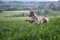 Dog australian shepherd blue merle jumping in green kornfield with feet in the air