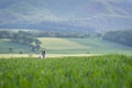 Dog australian shepherd blue merle jumping in green kornfield landscape green