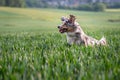 Dog australian shepherd blue merle jumping in green kornfield showing teeth