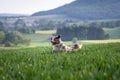 Dog australian shepherd blue merle jumping in green kornfield to the left side