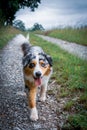 Dog australian shepherd blue merle walking on german inner border portrait shot