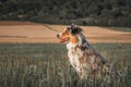 Dog australian shepherd blue merle siting on madow on german inner border