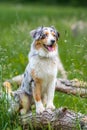 Dog australian shepherd blue merle waiting on german inner border shallow depth of field green gras on trunk