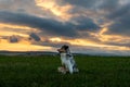 Dog australian shepherd blue merle sittingin forest on german inner border at sunset sunrise