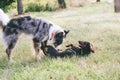 A dog of the Australian Shepherd breed plays with a dachshund.