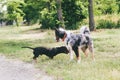 A dog of the Australian Shepherd breed plays with a dachshund.