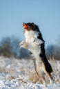 A dog of the Australian shepherd breed plays