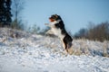 A dog of the Australian shepherd breed plays