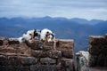 Dog Australian shepherd lies on the stones. Pet at the ruins in nature. Journey, mountains