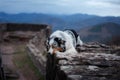 Dog Australian shepherd lies on the stones. Pet at the ruins in nature. Journey, mountains