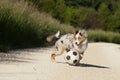 Dog; Australian Shepherd playing with football