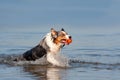 Dog, Australian Shepherd retrieves ball from water Royalty Free Stock Photo