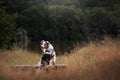 Dog Australian Shepherd sitting on a bench. Pet in nature. Autumn mood Royalty Free Stock Photo