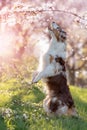 Dog, Australian Shepherd standing on hind legs under cherry blossoms with falling petals Royalty Free Stock Photo