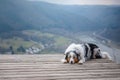 Dog Australian Shepherd on top of the mountain. Pet for a walk. Outdoors. Journey, mountains,