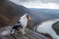 Dog Australian Shepherd on top of the mountain. Pet for a walk. Outdoors. Journey, mountains,