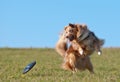 Dog australianShepherd with Frisbee