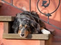 Dog australianShepherd on stairs