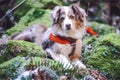 Dog Australien sheppard placed on Green stones