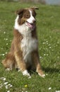 Dog, autralian shepherd in a meadow Royalty Free Stock Photo