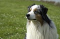 Dog, autralian shepherd in a meadow Royalty Free Stock Photo