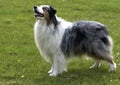 Dog, autralian shepherd in a meadow Royalty Free Stock Photo
