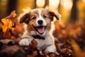 dog in autumn : A beautiful dog walking and running. Generative AI