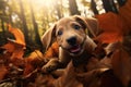 dog in autumn : A beautiful dog walking and running. Generative AI