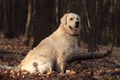 Dog in the autumn forest. Golden Retriever. Royalty Free Stock Photo