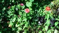 Dog in autumn garden hiding in tall flowers background