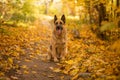 Dog in autumn. Happy East European Shepherd dog breed against maple leaves.