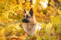 Dog in autumn. Happy East European Shepherd dog breed against maple leaves. Fall season. the animal looks to the side