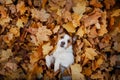 Dog in autumn leaves flat lay. lhappy jack russell terrier plays Royalty Free Stock Photo