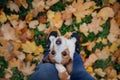 Dog in autumn leaves flat lay. lhappy jack russell terrier plays Royalty Free Stock Photo