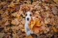 Dog in autumn leaves flat lay. lhappy jack russell terrier plays Royalty Free Stock Photo