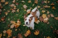 Dog in autumn leaves flat lay. lhappy jack russell terrier plays Royalty Free Stock Photo
