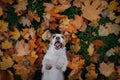Dog in autumn leaves flat lay. lhappy jack russell terrier plays Royalty Free Stock Photo