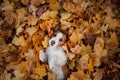 Dog in autumn leaves flat lay. lhappy jack russell terrier plays Royalty Free Stock Photo