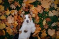 Dog in autumn leaves flat lay. lhappy jack russell terrier plays Royalty Free Stock Photo