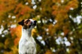 Dog in autumn leaves, Golden autumn