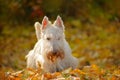Dog in autumn leaves. White wheaten Scottish terrier, sitting on gravel road with orange leaves during autumn, yellow tree forest
